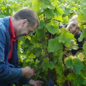 Klaus und Ursula König im Weinberg